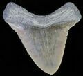 Juvenile Megalodon Tooth - Serrated Blade #62147-1